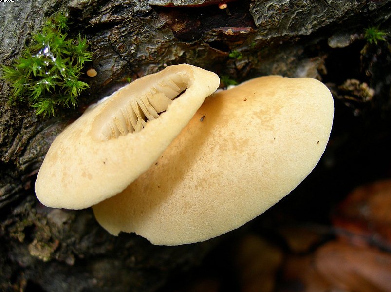 Crepidotus ehrendorferi      Hauskn. & Krisai,